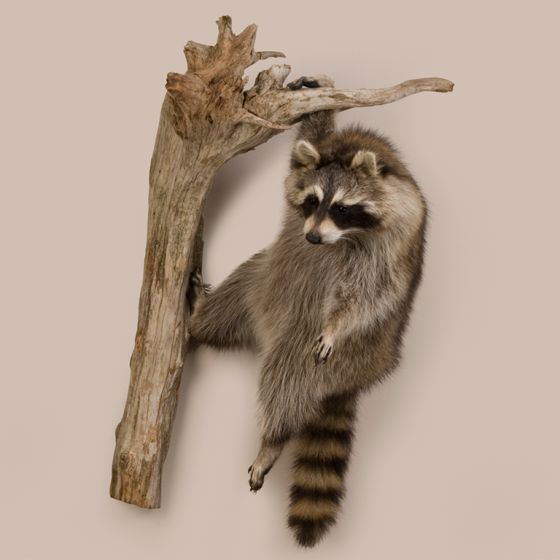 Hanging Racoon