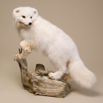Silver Fox