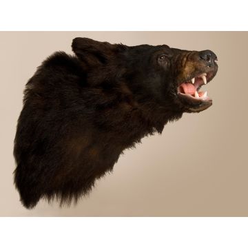 Bear's Head