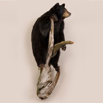 Standing Bear on Log