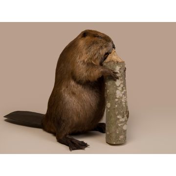Beaver