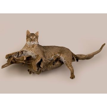 Bobcat