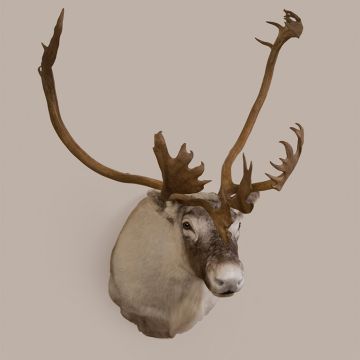 Caribou