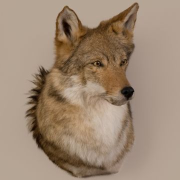 Coyote Head