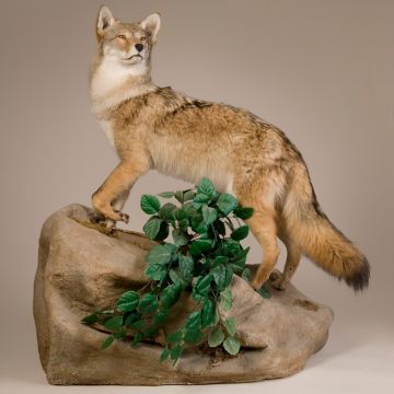 Coyote Standing