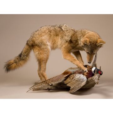 Coyote With Pheasant