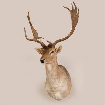 Fallow Deer Head