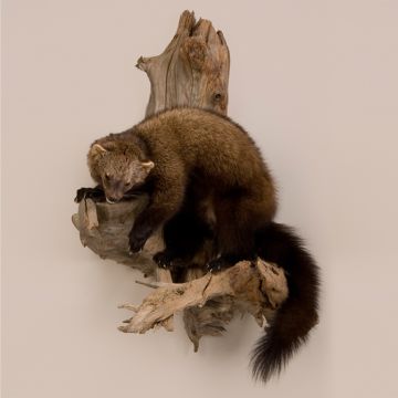 Fisher