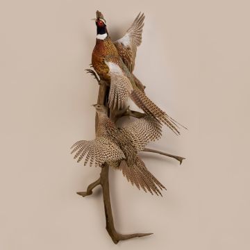 Double Ringneck Pheasants