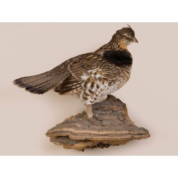 Grouse