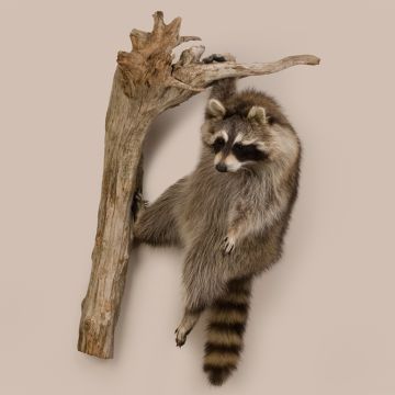 Hanging Racoon
