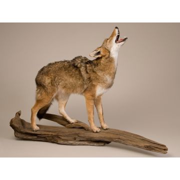 Coyote Howling
