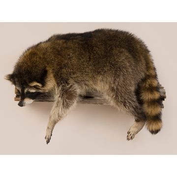 Laying Racoon