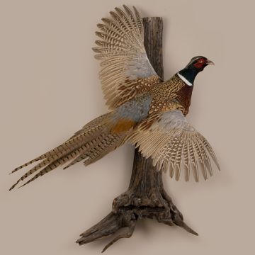 Male Pheasant Flying