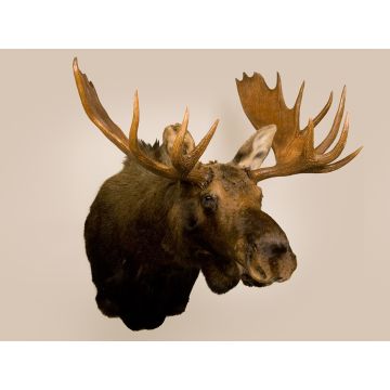 Moose Head