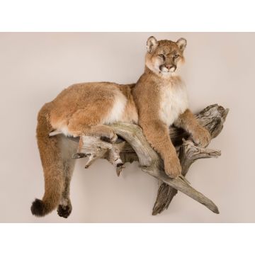 Mountain Lion