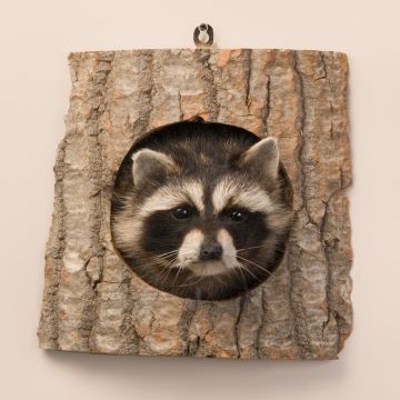 Peeping Racoon
