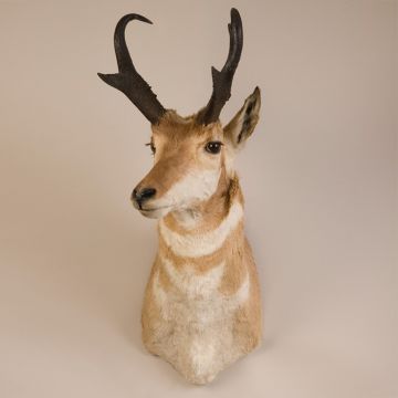 Pronghorn Antelope Head