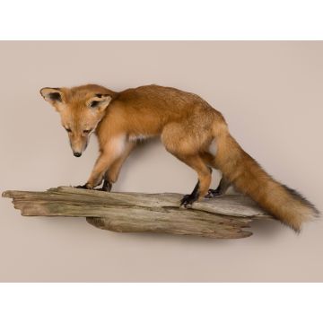 Red Fox
