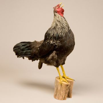 Rooster