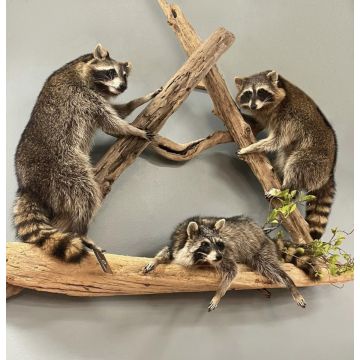 Raccoon Family of Three Trophy Mount