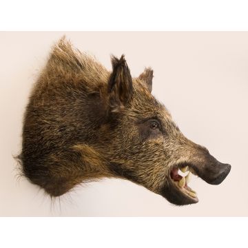 Wild Boar Head