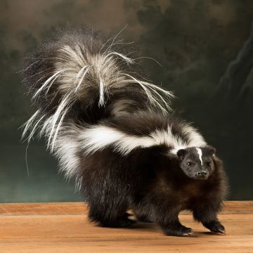 Stuffed Skunk