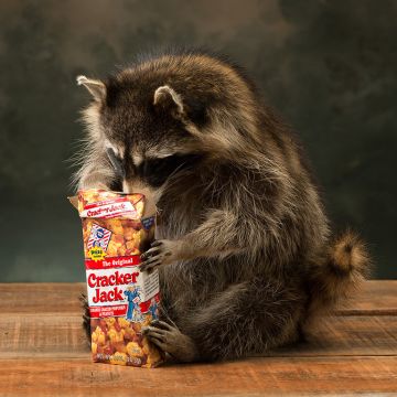 Cracker Jack Racoon