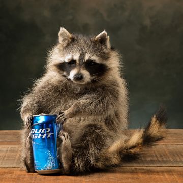 Beer Can Raccoon