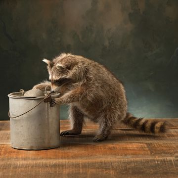 Minnow Pail Raccoon Whimsical Taxidermy