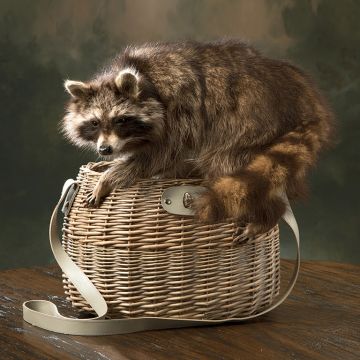 Raiding Raccoon