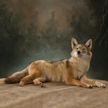 Coyote Laying Down