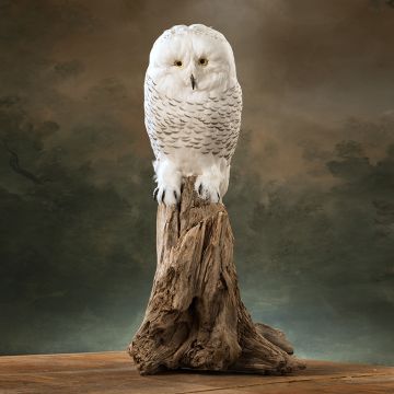 Faux Snow Owl