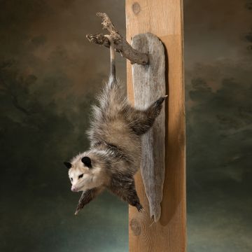 Cheesy Hanging Around Opussum