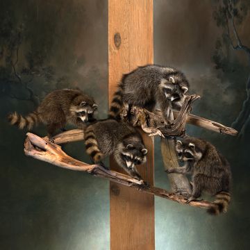 Raccoon Family