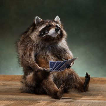 Card Shark Raccoon