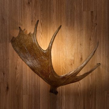 Large Moose Antler Sconce