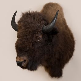 mounted bison head