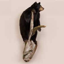 Standing Bear on Log