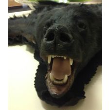 Bear Skin Rug - Face