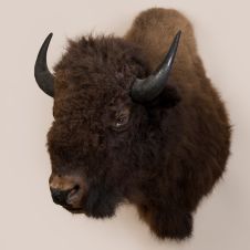Bison Head