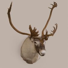 Caribou