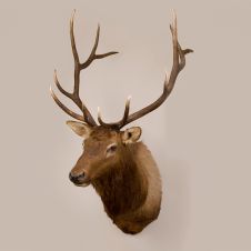 Elk Head