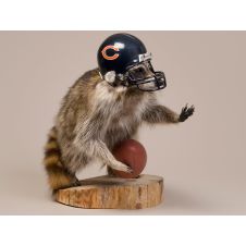 Football Racoon