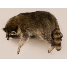 Laying Racoon