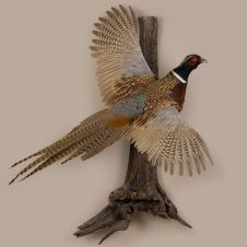 Male Pheasant Flying