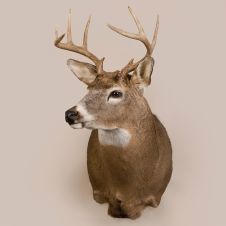 White Tail Deer Head
