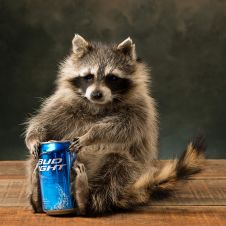 Beer Can Raccoon