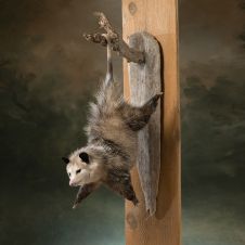 Cheesy Hanging Around Opussum