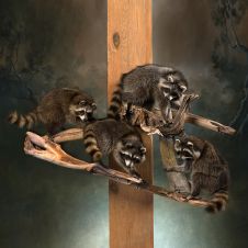 Raccoon Family